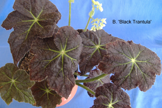 B. ‘Black Tarantula’